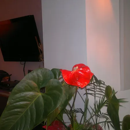 Hotell Dependance Dell'hotel Sole E Mare 3*