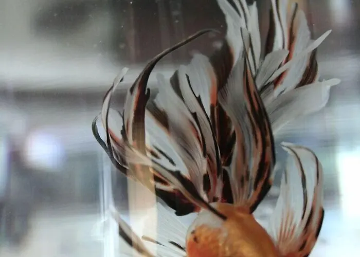 Dependance Dell'hotel Sole E Mare