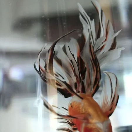 Dependance Dell'hotel Sole E Mare